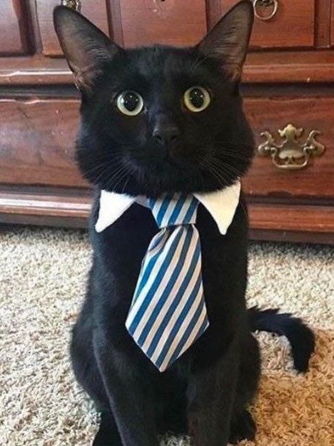 professional kitty